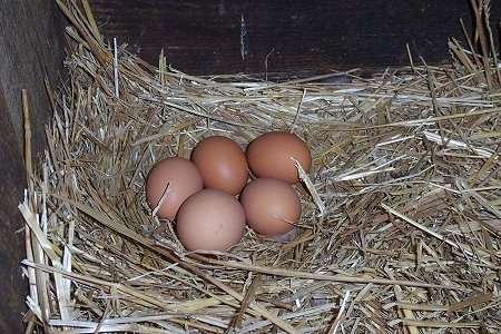 Five Fresh Eggs laying in a nest in the corner of a hay holder.