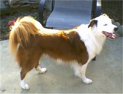 Right Profile - Tiberius Encinitas Rex the tan and white English Shepherd is standing on a concrete patio in front of a lawn chair