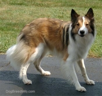 The right side of a brown and white with black Scotch Collie is standing across a blacktop surface and it is looking forward. The dog has pointy perk ears.