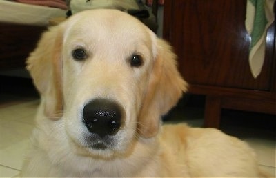 Close Up - A cream-colored Golden Retriever is laying on a white tiled floor in front of a dresser