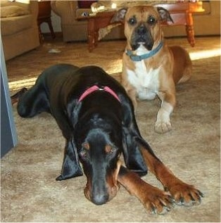A black and tan Coonhound dog is laying down on a tan carpeted floor with a tan with white Boxer behind it in a living room.