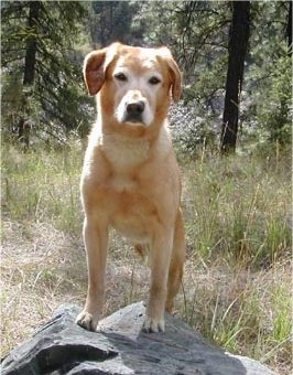 Golden%20Labrador110.jpg