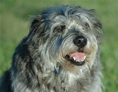 Close Up - A grey wiry looking Griffon Nivernais is sitting outside. Its mouth is open.