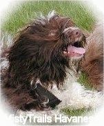 A chocolate with white Havanese has its mouth open and tongue out laying in grass. There is another dog next to it
