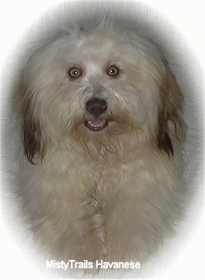 A white with tan Havanese is sitting on a couch. Its mouth is open. There is a white vignette around the image