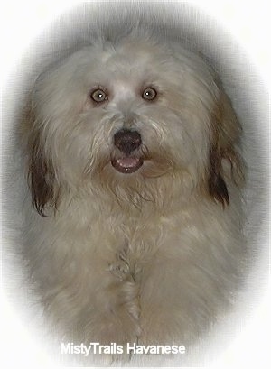 Close up front view head and upper body shot - a long haired tan with brown Havanese with its mouth open. It looks like the dog is smiling.