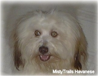 Close Up - A white with tan Havanese is sitting on a couch. Its mouth is open.