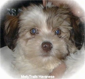 Close Up head shot - A sable with white Havanese is being held in the arms of a person