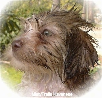 Close Up head shot - A wet sable Havanese is looking up and to the left