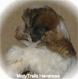 Close Up side view upper body shot - A white with brown and black Havanese puppy is sleeping on its right side