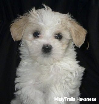 Close Up - A white with tan Havanese puppy is sitting on a black backdrop