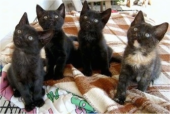 Three black kittens and one calico kitten are outside on top of a crate that is covered with blankets and looking up