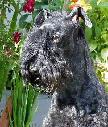 Close Up head shot - A black Kerry Blue Terrier is sitting outside and looking to the left