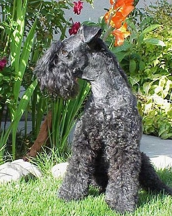 A black Kerry Blue Terrier is sitting in grass next to a flower bed and looking to the left