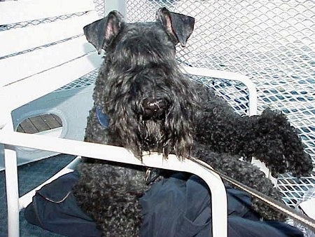 A black Kerry Blue Terrier is laying outside on top of a blue pillow on top of a white lawn chair