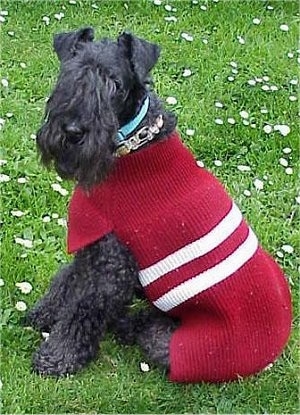 A black Kerry Blue Terrier is wearing a red sweater with two white stripes on it. Its body is facing the left and its head is turned to the left
