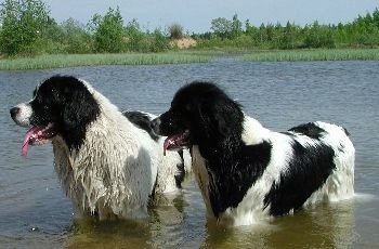 Two wet black with white Landseers are standing in a body of water with the grassy bank in the distance. They're mouths are open and tongues are out.