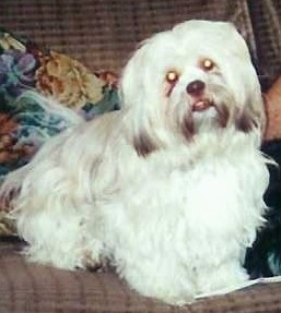   Lhasa Apso 