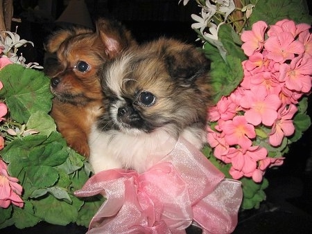 A short coat brown with black and long coat white with tan and black Mi-ki puppy are inside of a wreath of green leaves and pink flowers.