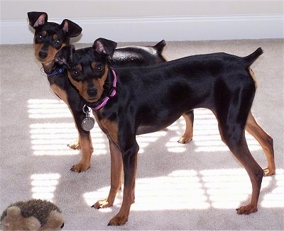 Side view - Two black and tan Miniature Pinschers are standing on a tan carpet and there is a brown hedghog plush toy in front of them. There heads are tilted in opposite directions. One head is tilted to the left, the other is tilted to the right.