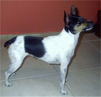 Right Profile - A tricolor white with black and tan Mini Fox Terrier is standing on a tan tiled floor in front of a red wall. Its head is up slightly.