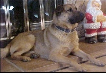 Wyatt the Chow Shepherd is laying in front of a fireplace and next to a plastic Santa decoration