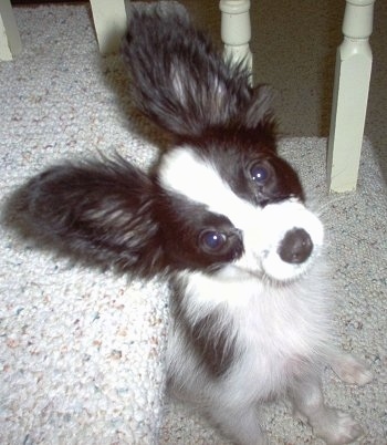 View from above looking down at the dog - A perk-eared, white with black Papillon puppy is sitting on a berber carpeted step in front of a white wooden railing looking up with its head tilted to the left. It has very large ears.