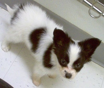 Papillon Puppies on Papillon Puppy Dogs