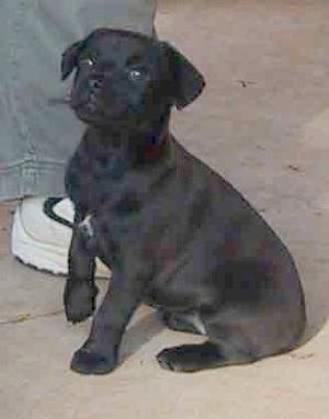 Side view - A black with a tuft of white Patterdale Terrier puppy is sitting on a concrete surface next to a persons foot and it is looking forward.