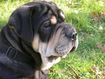 Close up head shot - A wrinkly black with tan Presso de Presa Malloruin puppy is looking to the right. It has a lot of extra skin.