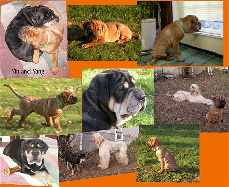 A collage of images that features a black with tan Presso de Presa Mallorquin puppy, a tan Presso de Presa Mallorquin puppy and a tan Afghan hound.