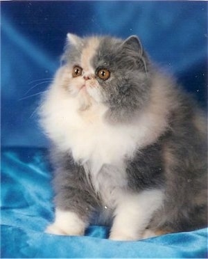 Chantilly Lace the Bicolor Persian Cat is sitting on a blue backdrop and looking to the left