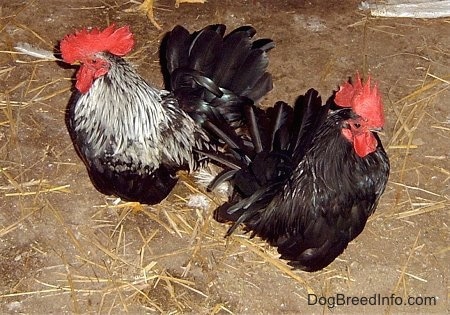 Close up - Two Banty Roosters are standing on a dirt surface on top of scattered hay.