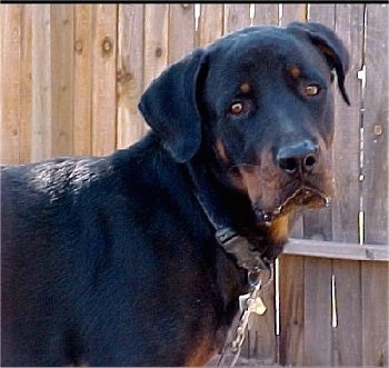 The right side of a black with brown Rottweiler that is standing in front of a wooden privacy fence and it is looking forward.
