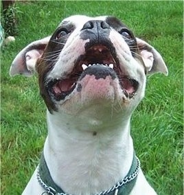 Close up head shot - A white and brown Valley Bulldog is sitting outside in grass, it is looking up, its mouth is open and it looks like it is smiling.