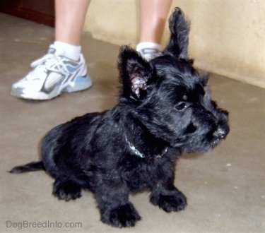 Scottish Terrier Puppies on Scottish Terrier Puppy