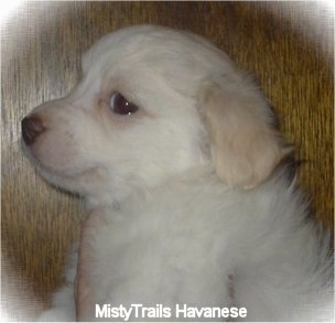 Close Up - A short-haired white with tan Havanese puppy is being held in front of a wood panel wall