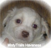Close Up - The face of a short-haired white with tan Havanese puppy is being held in front of a wood panel wall