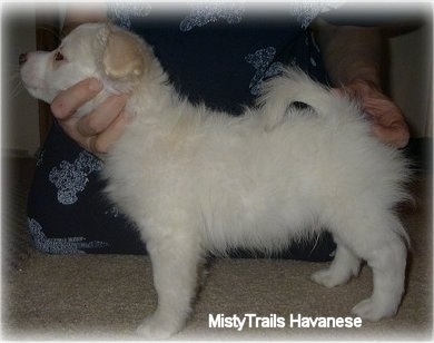 A short-haired white Havanese puppy is standing on a tan carpet being posed in a stack by a person wearing blue behind it