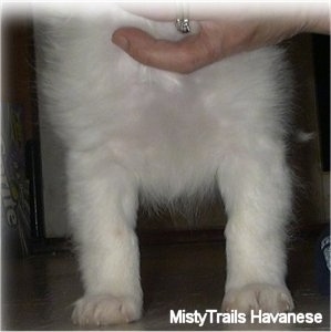 The chest of a short-haired white Havanese puppy