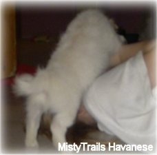 A short-haired white Havanese puppy is jumping on the face of a blonde haired girl