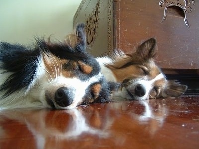 Close up side view head shots - Two Shetland Sheepdogs are sleeping on a hardwood floor. There is a large chest behind them. One dog is mostly tan and the other dog is mostly black in color.