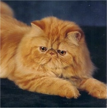 Close Up - Firewalker the orange Tabby Persian Cat is laying on a blue backdrop and looking to the left