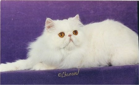 Side-view of Glitter Girl the solid white Persian Cat who is laying on a purple backdrop and looking towards the camera holder. The Word '©Chanan' are overlayed