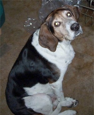 The back right side of a white and black with brown Treeing Walker Coonhound dog sitting on a carpet, it is turning its head back and it is looking forward. The dog has a big black wide nose.