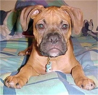 Close up - A red with white and black Valley Bulldog puppy is laying on a bed and it is looking forward.