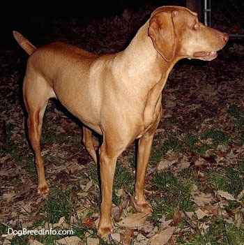 Vizsla Puppy Dogs