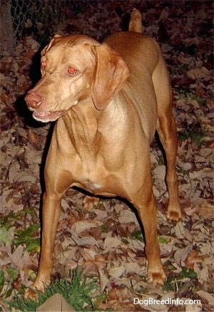 Vizsla Puppy Dogs