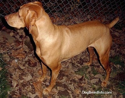 Vizsla Puppy Dogs