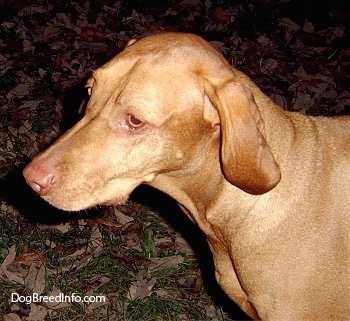 Vizsla Puppy Dogs